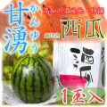 高知県産・特撰高級西瓜（スイカ）・甘湧（かんゆう）・露地物（トンネル栽培含む）・秀品・L～3Lサイズ・1玉