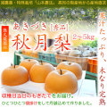秋月（あきづき）梨