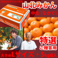 【産地直送】別役さんちの山北マルチ栽培みかん・中生（なかて）・秀品（特撰ご贈答用）・5kg箱入・Lサイズ【送料無料（関東～九州）】