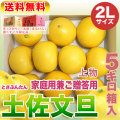 高知県産・土佐文旦・まるけん（丸研）または光（ひかり）ブランドの良品限定・家庭用兼ご贈答用（上物）・中箱（～5kg）・2Lサイズ【送料無料（関東～九州）】
