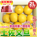 土佐文旦 上物 5kg 2L