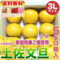 高知県産・土佐文旦・まるけん（丸研）または光（ひかり）ブランドの良品限定・家庭用兼ご贈答用（上物）・中箱（～5kg）・3Lサイズ【送料無料（関東～九州）】
