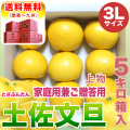 土佐文旦 上物 5kg 3L
