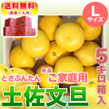 土佐文旦5kg家庭用Lサイズ