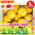 高知県産・土佐文旦・まるけん（丸研）または光（ひかり）ブランドの良品限定・家庭用兼ご贈答用（上物）・中箱（～5kg）・Lサイズ【送料無料（関東～九州）】