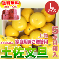 土佐文旦 家庭用兼ご贈答 5kg L