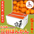 立目（たちめ）ぽんかん（高しょう系・岡山系）ご家庭用兼ご贈答用・5kg箱・Lサイズ【送料無料（関東～九州）】