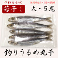 高知県産・「天日干し・一本釣りうるめいわし丸干し」・若干し・大・５尾入り