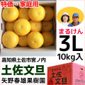 まるけん土佐文旦・ご家庭用・3Lサイズ・大箱（～10kg）・矢野春雄果樹園【送料無料】