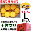 まるけん土佐文旦・家庭用兼ご贈答用・Lサイズ・中箱（～5kg）・矢野春雄果樹園【送料無料】