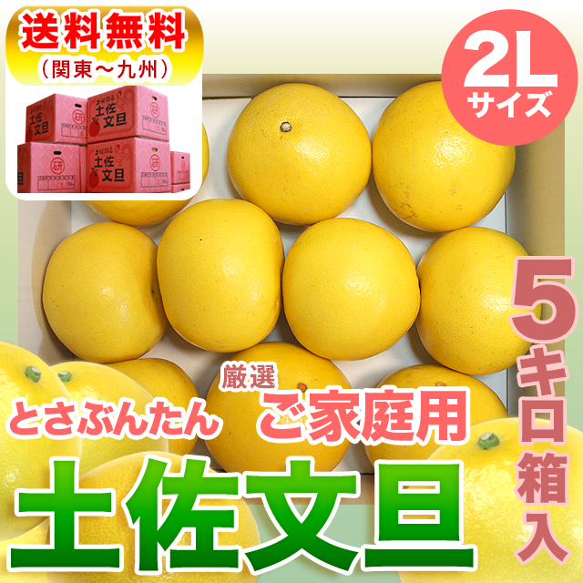 土佐文旦5kg家庭用2Lサイズ