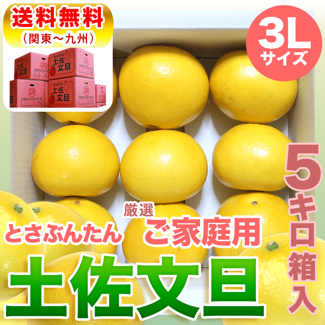土佐文旦3L5kg
