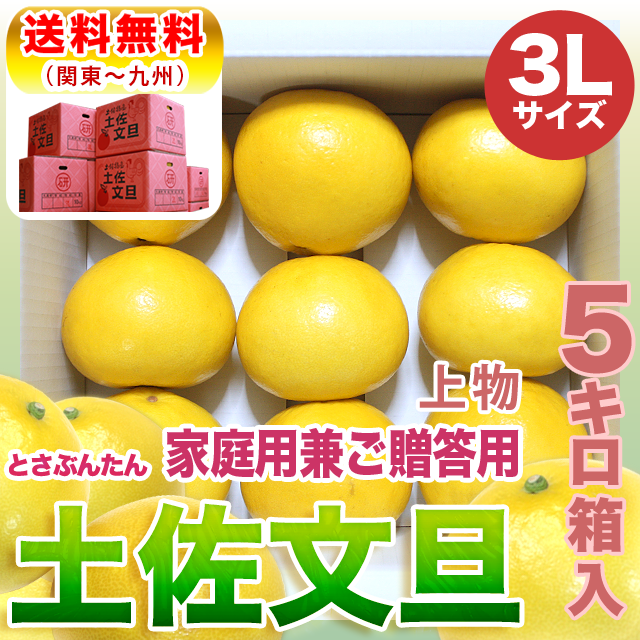土佐文旦 上物 5kg 3L