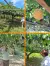 幸水（こうすい）梨畑の風景（7月26日撮影）