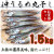 沖うるめ・1.5kg