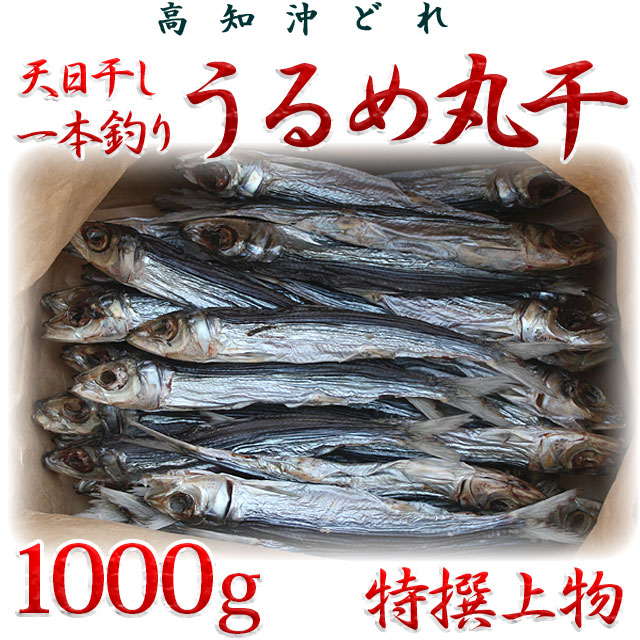 高知沖どれ「天日干し・一本釣りうるめ丸干し」・特撰上物・1kg 【送料無料（関東～九州）】