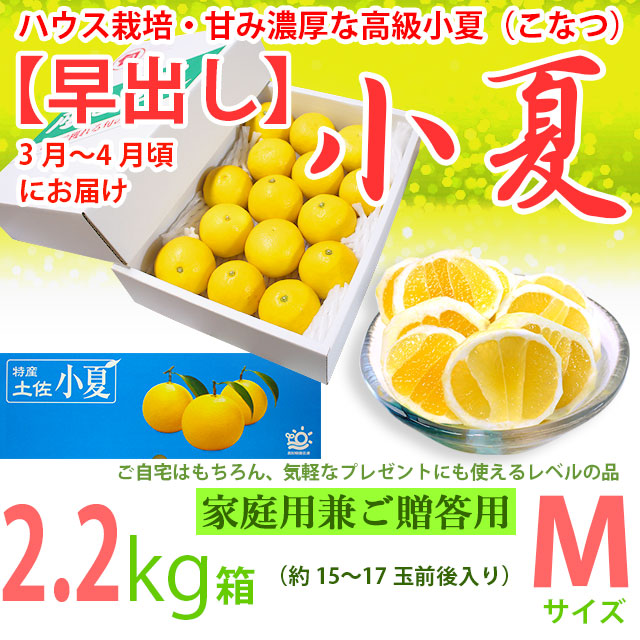 【早出し】土佐小夏・ハウス栽培品・上物（家庭用兼ご贈答用）・小箱（約2.2kg）・Mサイズ・温室育ちの高級小夏（こなつ）【送料無料】