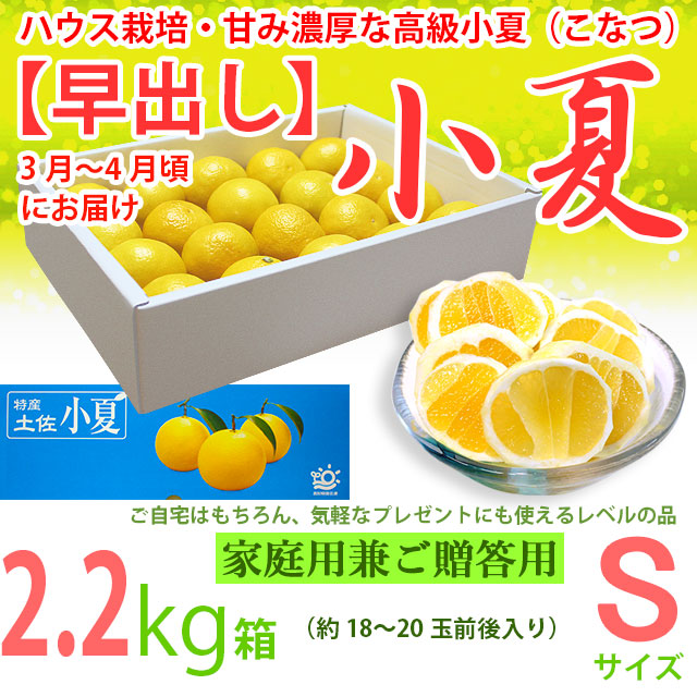 【早出し】土佐小夏・ハウス栽培品・上物（家庭用兼ご贈答用）・小箱（約2.2kg）・Sサイズ・温室育ちの高級小夏（こなつ）【送料無料（関東～九州）】