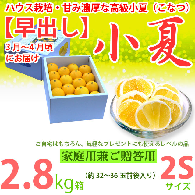 【早出し】土佐小夏・ハウス栽培品・上物（家庭用兼ご贈答用）・中箱（約2.8kg）・小粒２Sサイズ・温室育ちの高級小夏（こなつ）