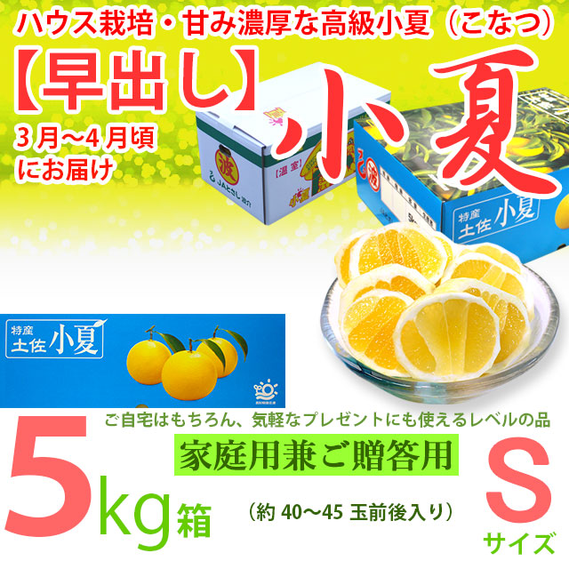 【早出し】土佐小夏・ハウス栽培品・上物（家庭用兼ご贈答用）・大箱（約５kg）・Sサイズ・温室育ちの高級小夏（こなつ）【送料無料（関東～九州）】