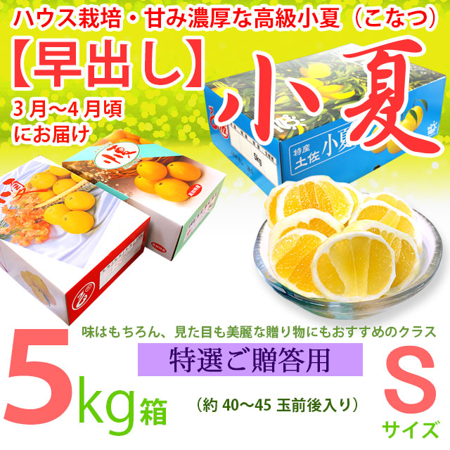 【早出し】土佐小夏・ハウス栽培品・特選ご贈答用・大箱（約５kg）・Sサイズ・温室育ちの高級小夏（こなつ）【送料無料】