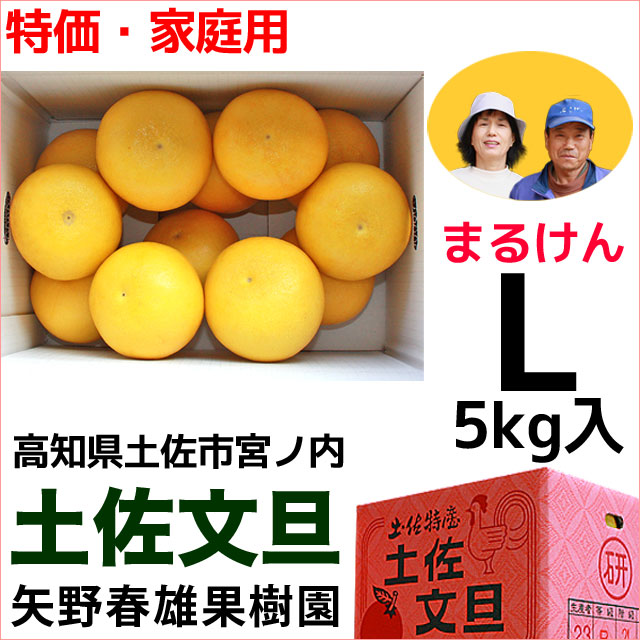 まるけん土佐文旦・ご家庭用・Lサイズ・中箱（～5kg）・矢野春雄果樹園【送料無料】