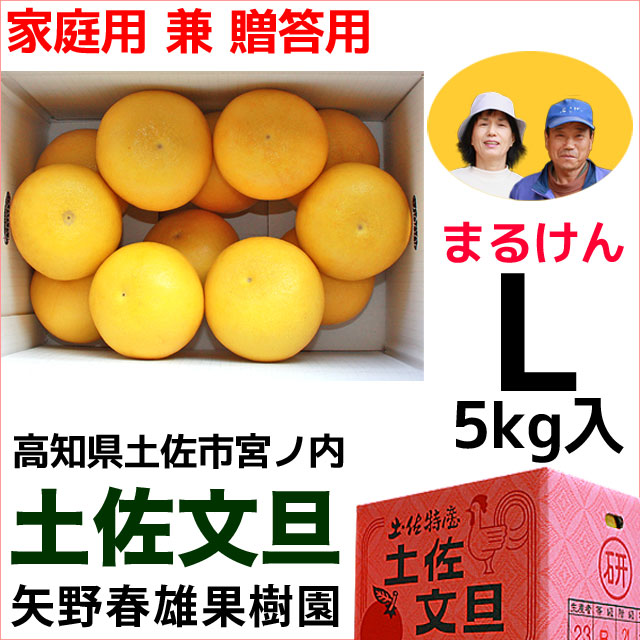 まるけん土佐文旦・家庭用兼ご贈答用・Lサイズ・中箱（～5kg）・矢野春雄果樹園【送料無料】