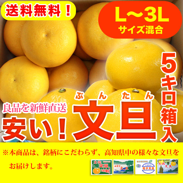 安い！文旦（ぶんたん）・高知県産（土佐市・宿毛市他）お徳用・5kg箱入り・L～3Lサイズ混合【送料無料】