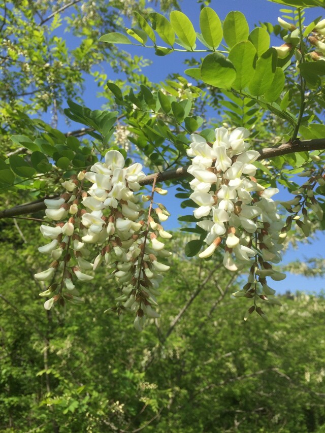 アカシアの花②