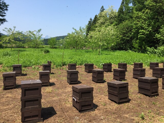 国産〈信州産〉天然はちみつ　【アカシアはちみつ】2025年新蜜　300g✖️6個 Amazon | 国産 群馬県産 アカシアはちみつ 2025年産 新蜜 非加熱