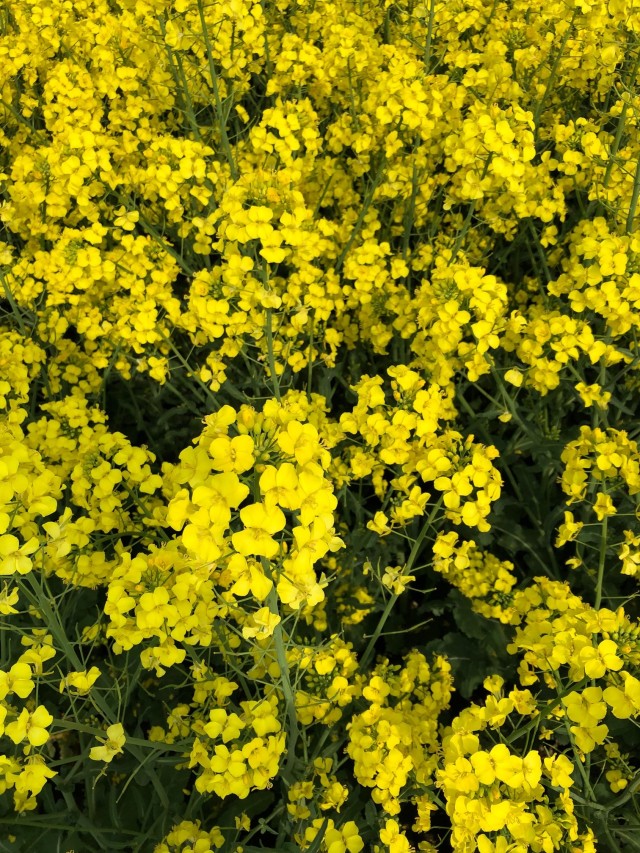 菜の花 菜の花はちみつ300g倒立容器（青森県横浜町産） 液状常温商品