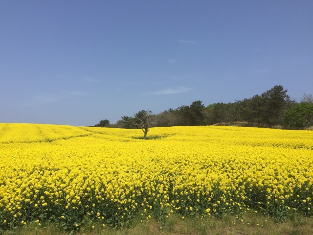 要冷蔵】2025年産 「菜の花結晶はちみつ850g」（青森県横浜町産）結晶