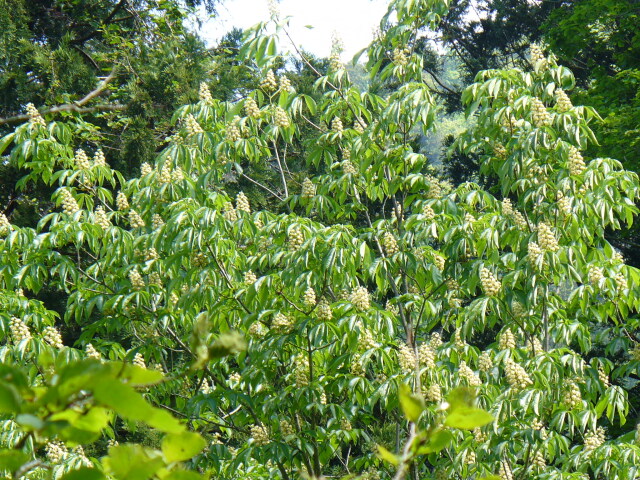 こだわりのはちみつ屋 澤谷養蜂園 青森県下北半島国定公園奥薬研産「と