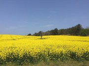 菜の花と青い空