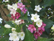 うつぎの花