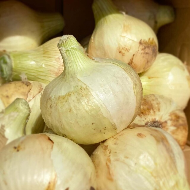 淡路島の新玉ねぎ【送料無料】(ラッピング不可)