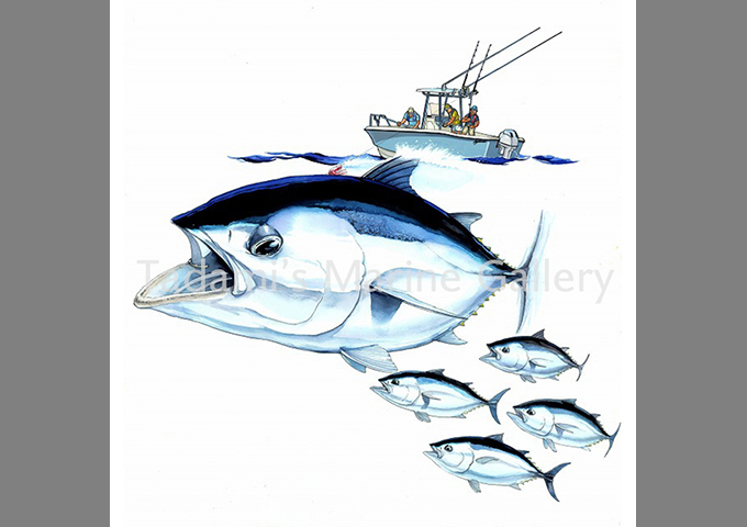 VS.Young Blackfin Tuna