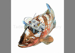 VS.Red Spoted Grouper