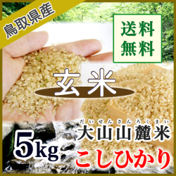 令和7年産 玄米 鳥取県産 大山山麓米コシヒカリ（選別済）5kg　（送料込）