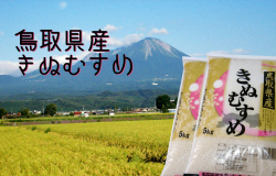 鳥取県産 きぬむすめ