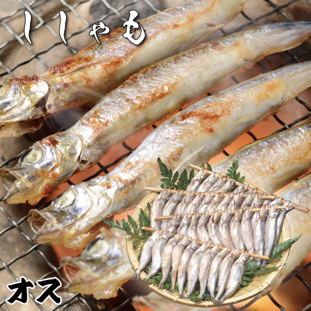 北海道産ししゃも オスのみ 30尾 竹丸渋谷水産