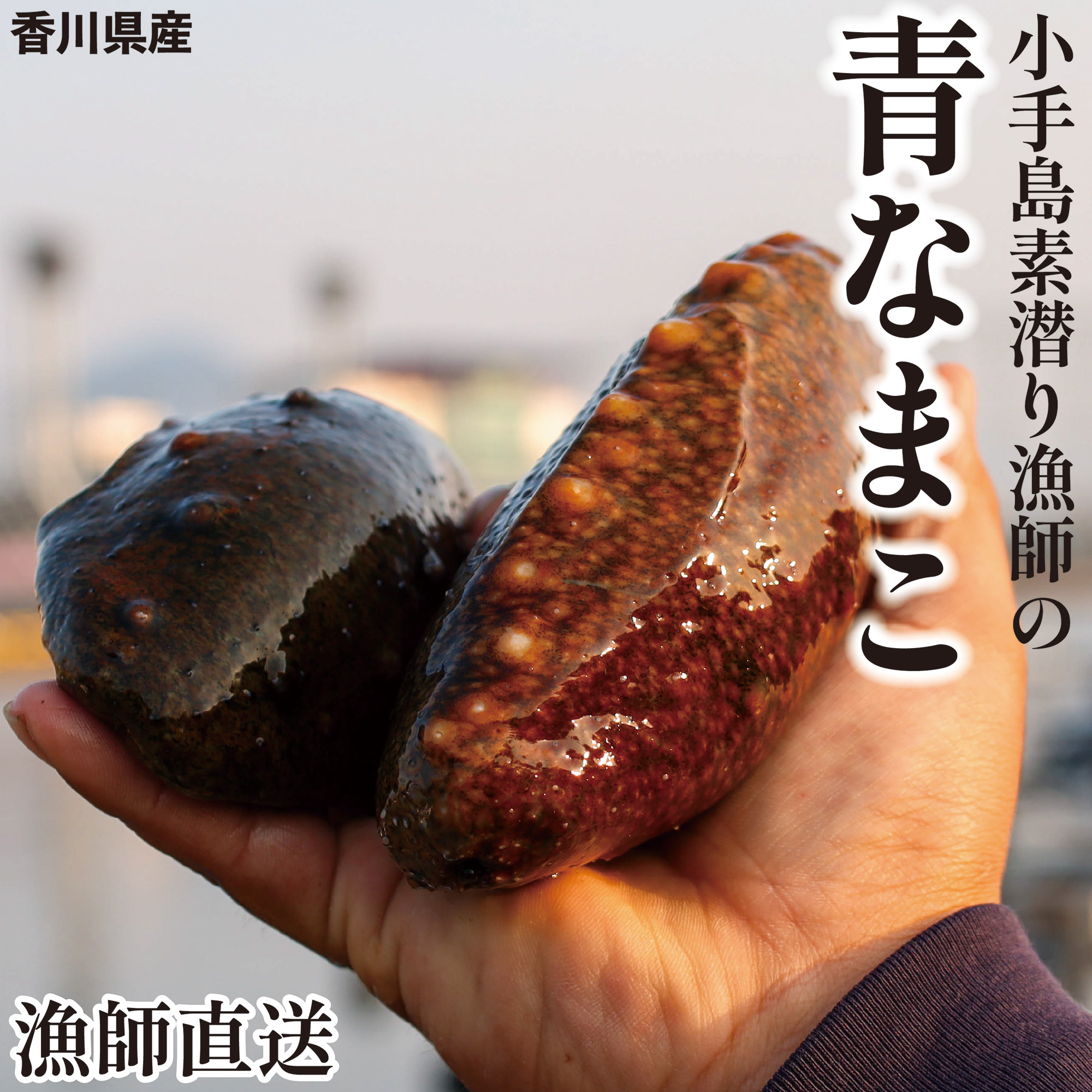 【予約受付中！】香川県産 青なまこ（アオナマコ） 約500g 1～3個入り なまこ 青ナマコ 素もぐり漁獲 新鮮 海鼠 産地直送 海鮮 海の幸 誠臨水産