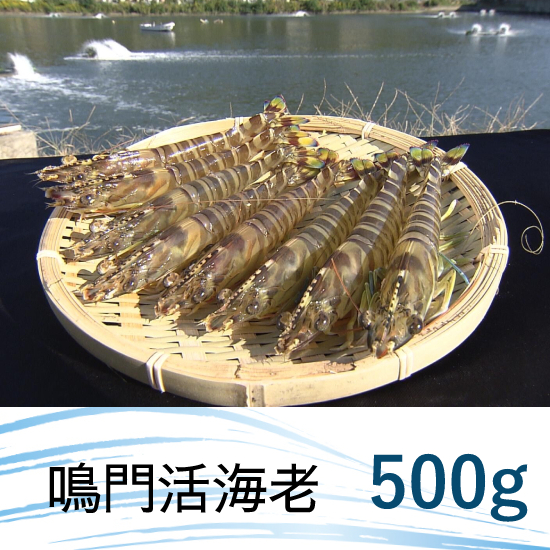 【徳島県】鳴門活海老　500g【産地直送│同梱不可】