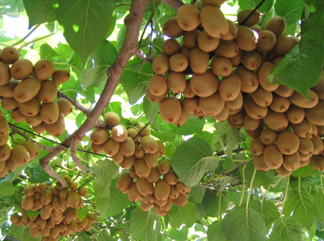 送料込 香川県 国産ブランドキウイ さぬきキウイっこ R 産地直送 同梱不可 島と暮らす 瀬戸内いいもの通販サイト
