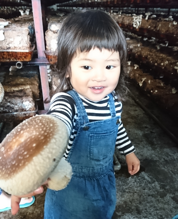 【徳島県産】 プレミアムしいたけ 「てんけいこ」【産地直送・同梱不可】