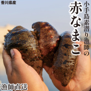 【予約受付中！】香川県産 赤なまこ（アカナマコ） 約3kg 13～17個入り なまこ 赤ナマコ 素もぐり漁獲 新鮮 海鼠 産地直送 海鮮 海の幸 誠臨水産