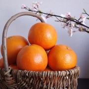 愛媛県産　伊予柑　6玉【晴富】［送料込］