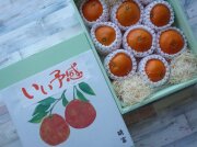 愛媛県産　伊予柑　9玉【晴富】［送料込］