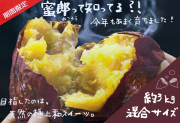 【徳島県】鳴門産さつま芋蜜郎（約3kg）混合サイズ