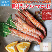 【徳島】鳴門クルマエビ 250g×2パック 約14尾～20尾 化粧箱入り 車海老（活き〆急速冷凍）